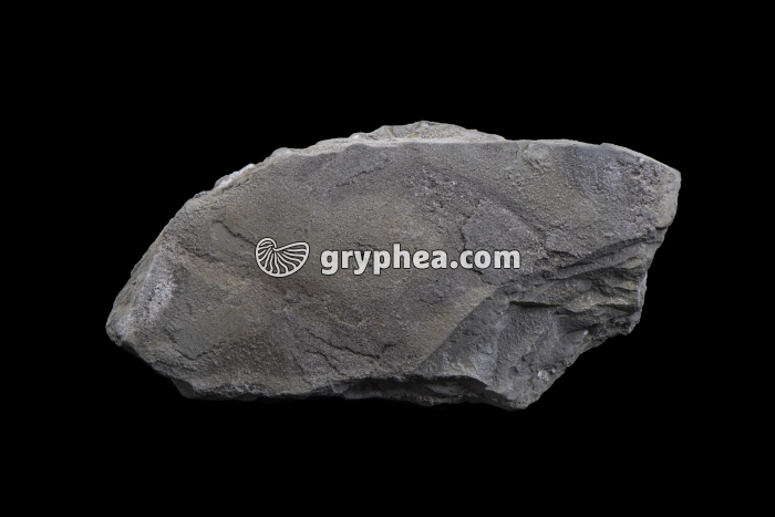 Marne grise (France) - gryphea.org